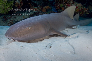 Nurse Shark and Reef by Alejandro Topete 